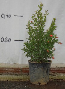 Καλλωπιστική ροδιά - Punica granatum nana