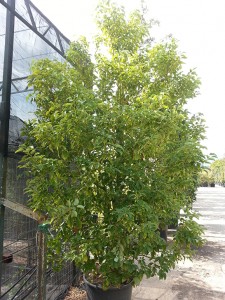 Κάμφορα - Cinnamomum camphora 