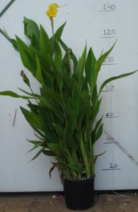 Κάννα - Canna sp.