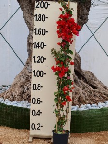 Βοκαμβίλια - Bougainvillea sp.