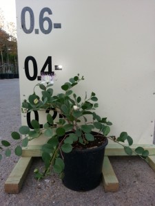 Κάππαρη - Capparis sp.