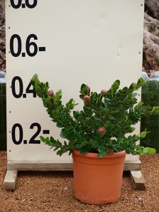 Καρίσσα - Carissa grandiflora