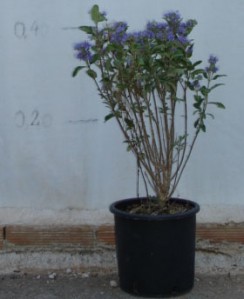 Καρυοπτέρη - Caryopteris heavenly blue