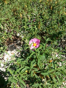 Κίστος - Cistus sp. (Λαδανιά)