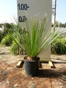 Δασυλίριο acrotrichum - Dasylirion acrotrichum