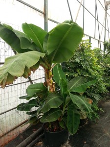 Μπανανιά - Musa sp.