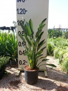 Στερλίτσια reginae - Strelitzia reginae
