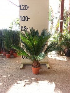 Τσίκας - Cycas revoluta