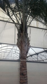 Φοίνικας dypsis - Phoenix dypsis