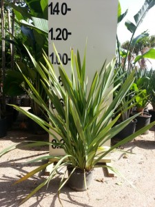Φόρμιο - Phormium tenax