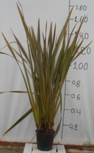 Φόρμιο atropurpureum - Phormium tenax purpureum
