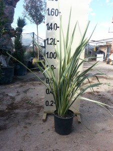 Φόρμιο aurea - Phormium tenax variegatum