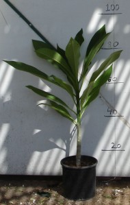 Φούλι ινδικό - Plumeria rubra