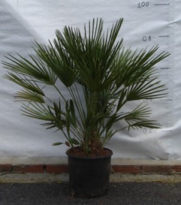 Χαμαίρωπας humilis - Chamaerops humilis