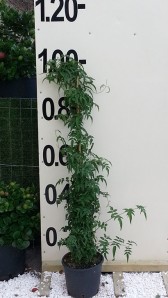 Γιασεμί πολυανθές - Jasminum polyanthum