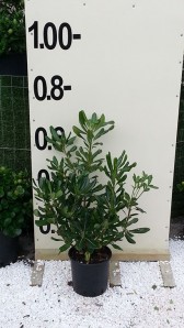 Αγγελική - Pittosporum tobira