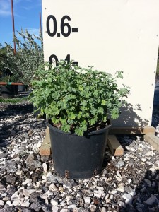 Αρμπαρόριζα - Pelargonium odoratissimum