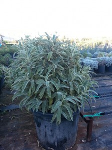 Ασφάκα - Phlomis sp.