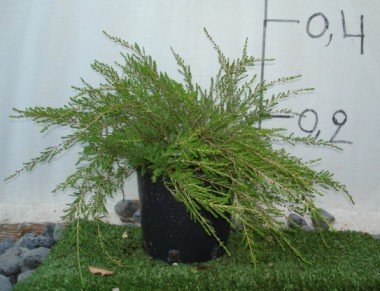Γιουνίπερους - Juniperus sp.
