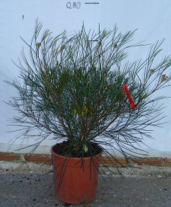 Γκρεβιλέα johnsonii - Grevillea johnsonii