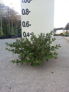 Κοπρόσμα - Coprosma repens