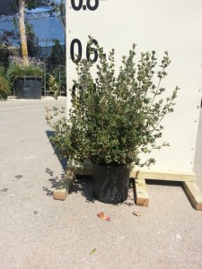Κορρέα - Correa sp.