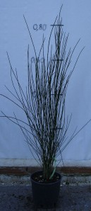 Κύτισος - Cytisus scoparius