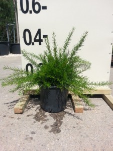 Γκρεβιλέα juniperina - Grevillea juniperina
