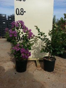 Λαγκερστρέμια - Lagerstroemia indica