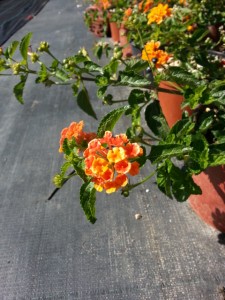 Λαντάνα - Lantana camara
