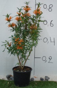 Λεονότις - Leonotis sp.