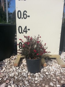 Λεπτόσπερμα - Leptospermum sp.