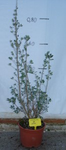 Λευκόφυλλο - Leucophyllum sp.
