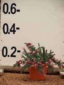 Γκρεβιλέα tamborita - Grevillea lanigera mont tamborita