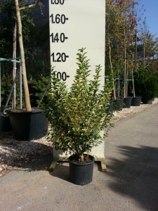 Λιγουστρίνι aurea - Ligustrum variegatum