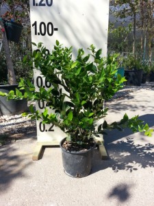Λιγούστρο texanum - Ligustrum japonicum texanum