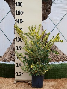 Λιγούστρο texanum variegata - Ligustrum jap. texanum variegata