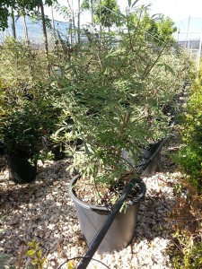 Λυγαριά - Vitex agnus castus