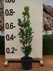 Δάφνη Απόλλωνος - Laurus nobilis
