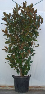 Μανώλια  - Magnolia grandiflora