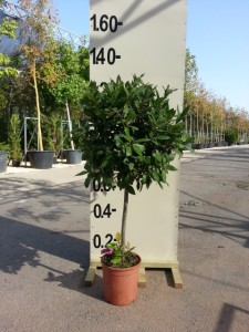Δάφνη Απόλλωνος - Laurus nobilis
