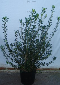 Αγγελική μικρόφυλλη - Pittosporum heterophyllum