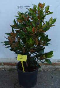 Μανώλια littlegem - Magnolia littlegem