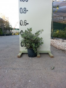 Μετροσίδηρος πανασέ - Metrosideros excelsa aurea