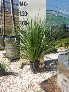 Δράκαινα πράσινη - Cordyline australis
