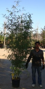 Μπαμπού aurea - Phyllostachys aurea (Bambusa aurea)