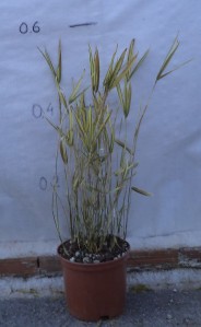 Μπαμπού aurea νάνο - Phyllostachys aurea nana (Bambusa aurea nana)