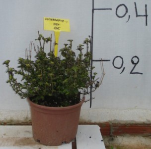 Μπαρλέρια - Barleria sp.