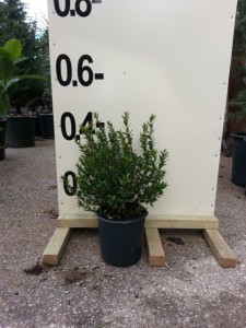 Μυρτιά - Myrtus communis