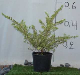Μυρτιά variegata - Myrtus communis variegata